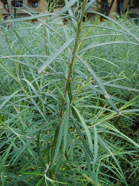 Salix rosmarinifolia feuille